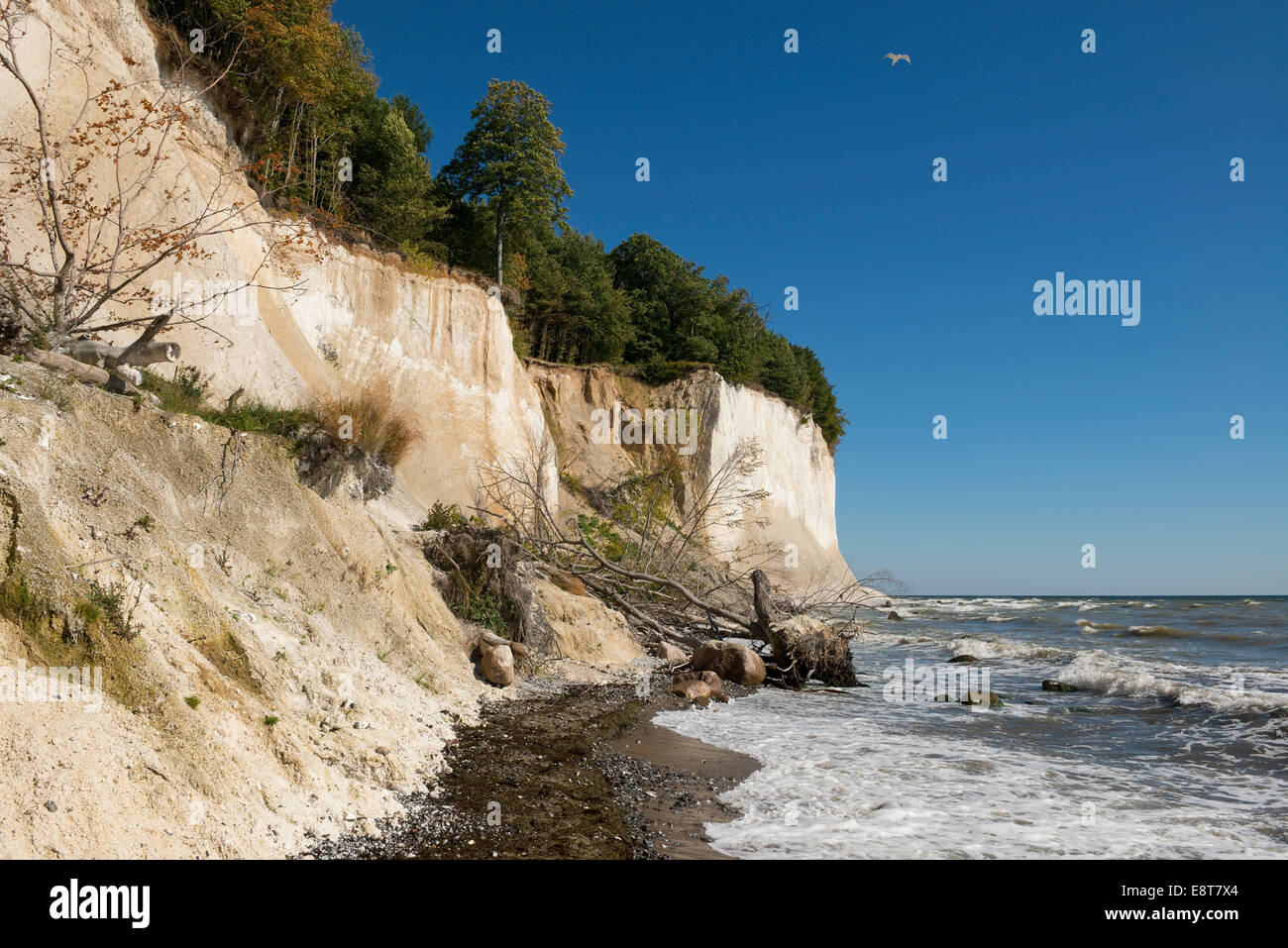 Baltic Sea, beach, chalk cliffs and beech forest, beech (Fagus sylvatica), Jasmund National Park, Rügen, Mecklenburg-Vorpommern Stock Photo