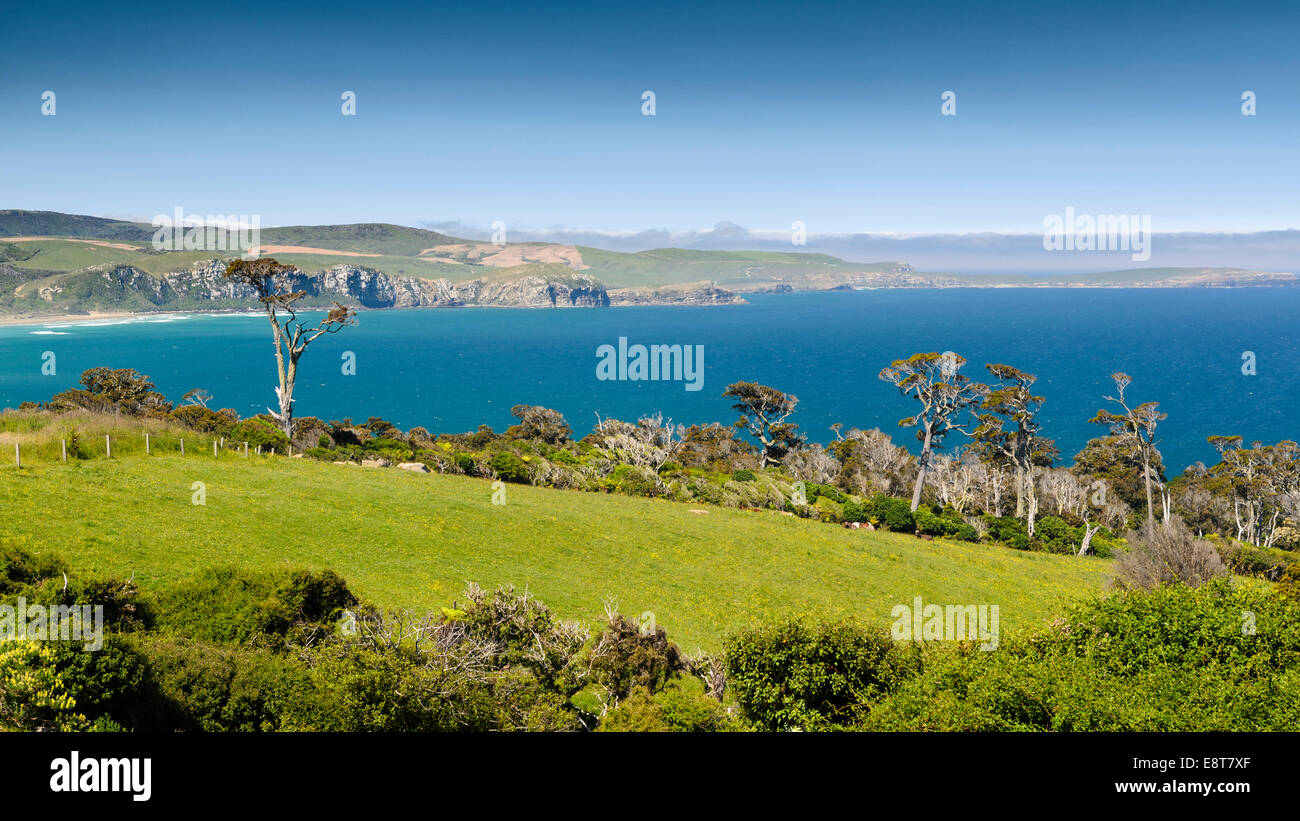 Coastline with pasture land and Kanuka trees (Kunzea ericoides), Catlins, South Island, New Zealand Stock Photo