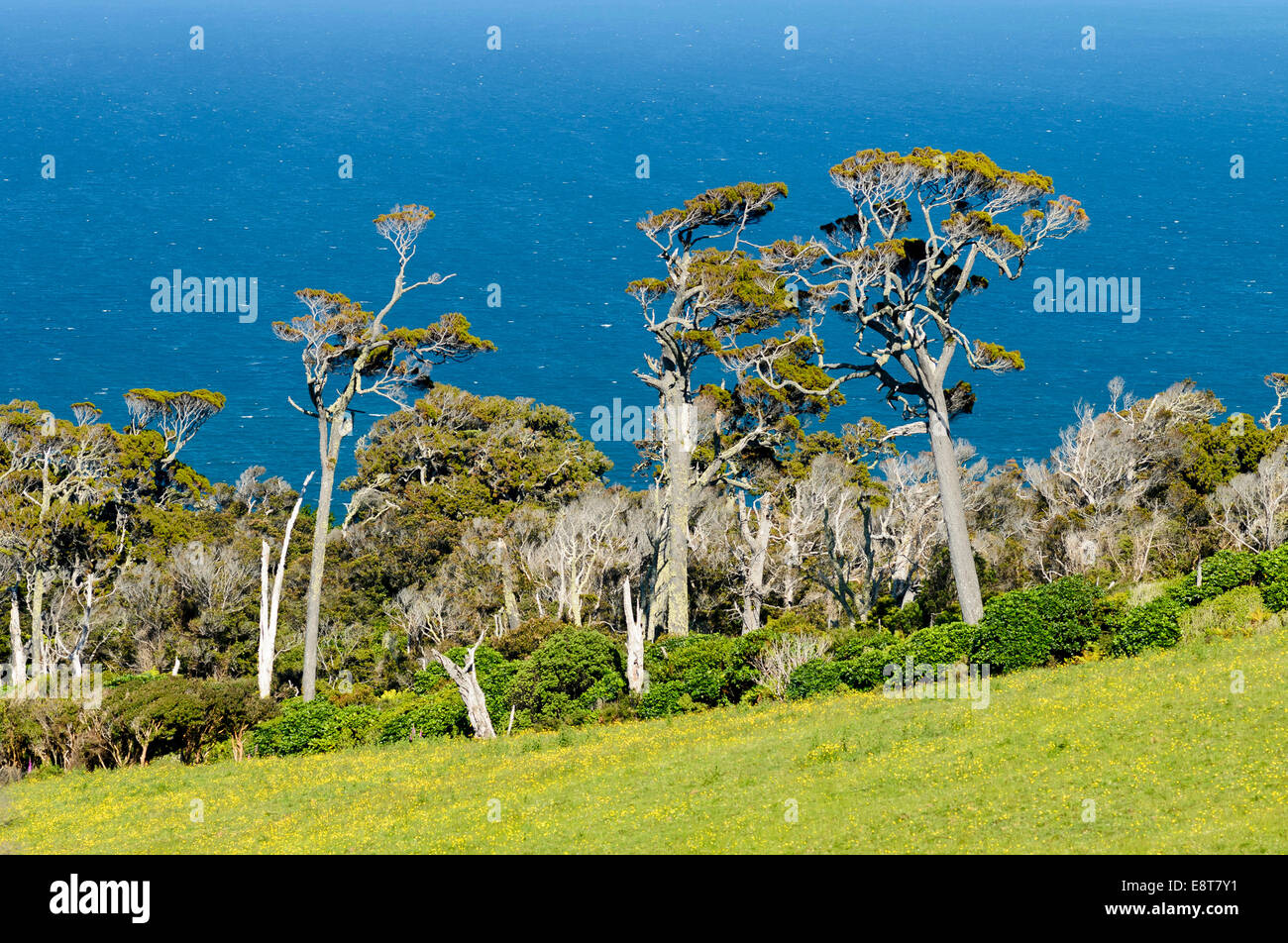 Kanuka trees (Kunzea ericoides), the sea at the back, Catlins, South Island, New Zealand Stock Photo