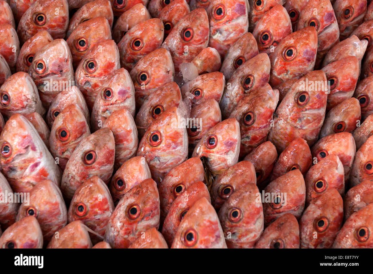 Fish on display in the market hall in Houmt Souk, Djerba, Tunisia Stock Photo