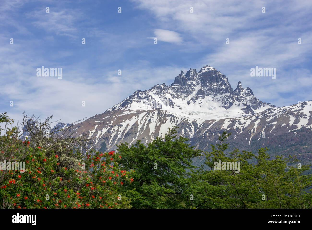 Cerro Castillo mountain range and Chilean fire bush, also Notro or ciruelillo (Embothrium coccineum), Villa Cerro Castillo Stock Photo