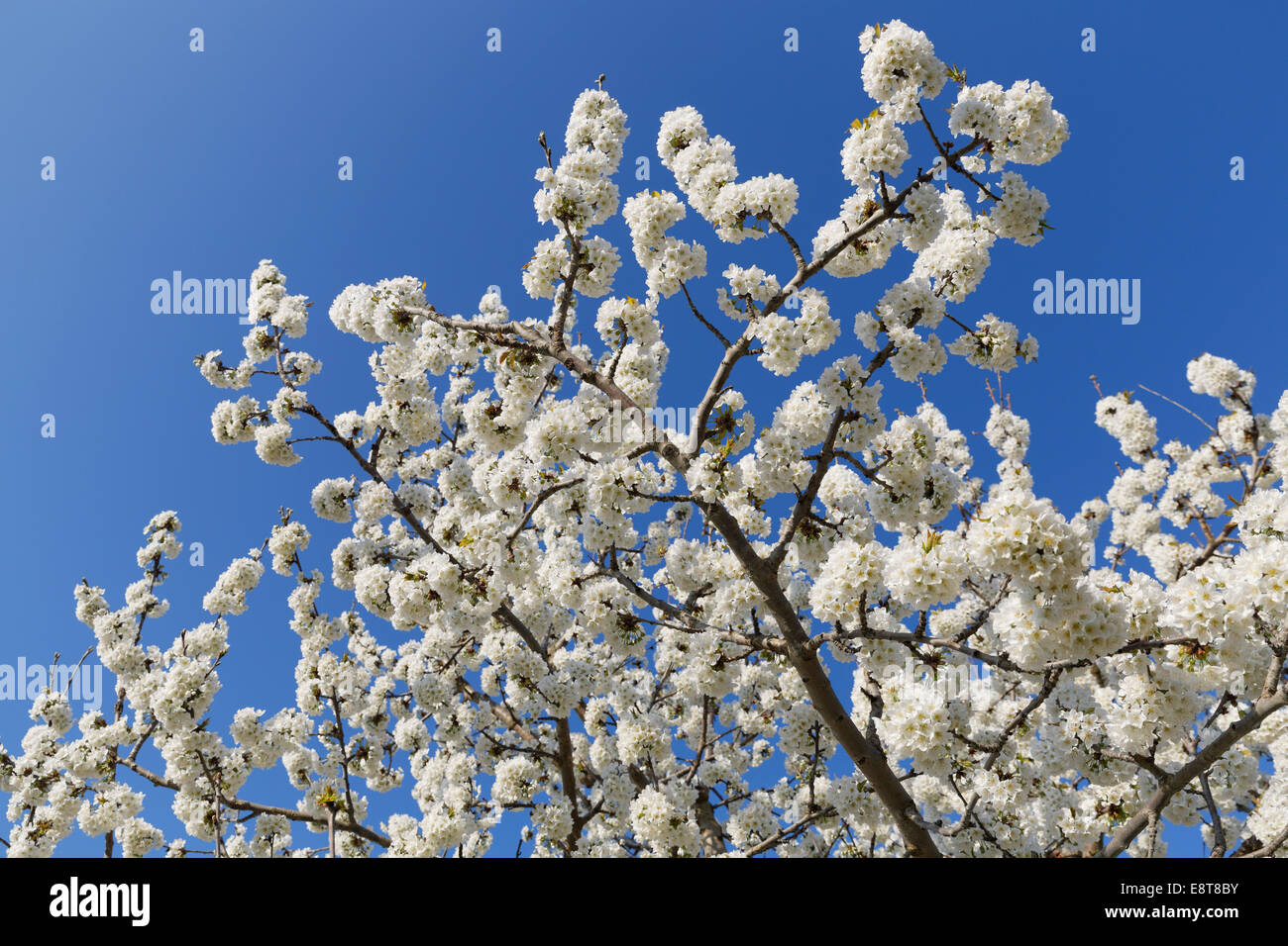 Blossoming cherry tree, Bursa Province, Marmara Region, Turkey Stock Photo