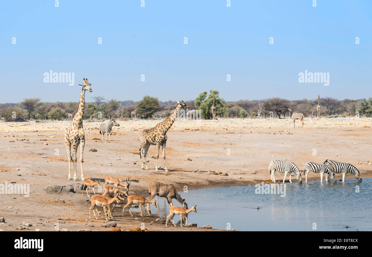 Giraffe (Giraffa camelopardalis) and Black-faced impalas(Aepyceros melampus petersi) at the Chudob waterhole Stock Photo