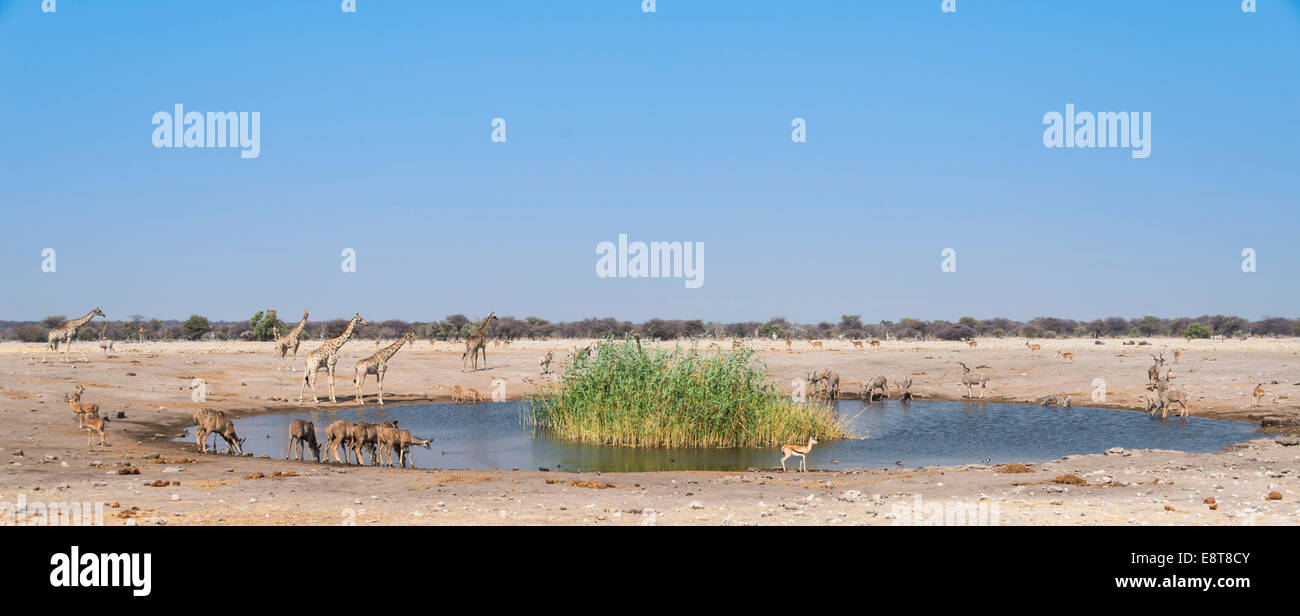 Chudob waterhole, Etosha National Park, Namibia Stock Photo