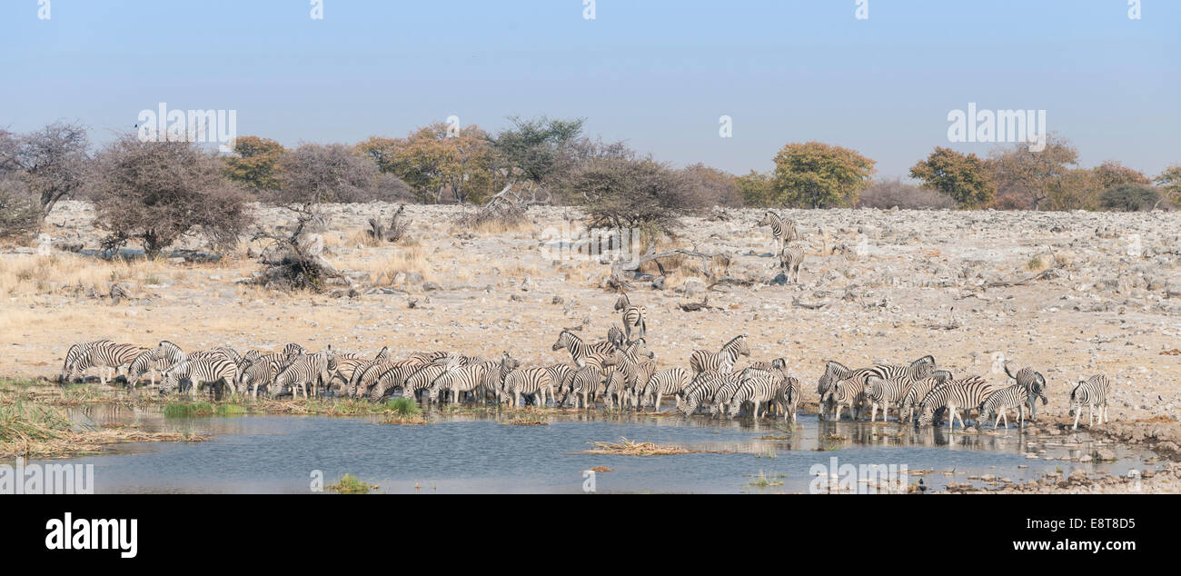 Plains zebras (Equus quagga), herd drinking at the Homob waterhole, Etosha National Park, Namibia Stock Photo
