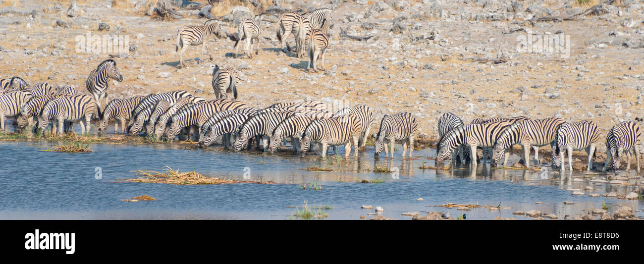 Plains zebras (Equus quagga), herd drinking at the Homob waterhole, Etosha National Park, Namibia Stock Photo
