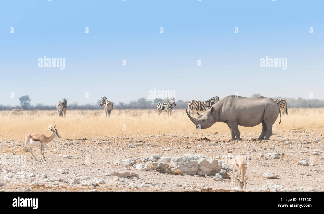 Black Rhinoceros (Diceros bicornis), Etosha National Park, Namibia Stock Photo