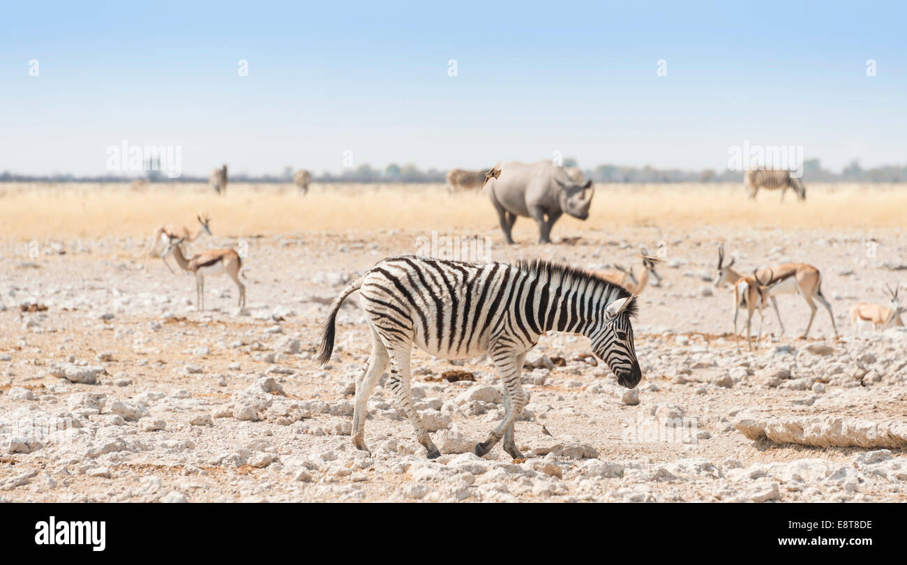 Plains Zebra (Equus quagga), behind a black rhino (Diceros bicornis), Etosha National Park, Namibia Stock Photo