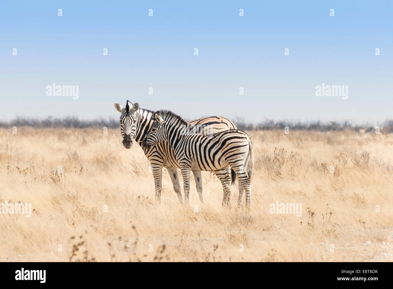 Plains Zebra (Equus quagga) with foal, Etosha National Park, Namibia Stock Photo