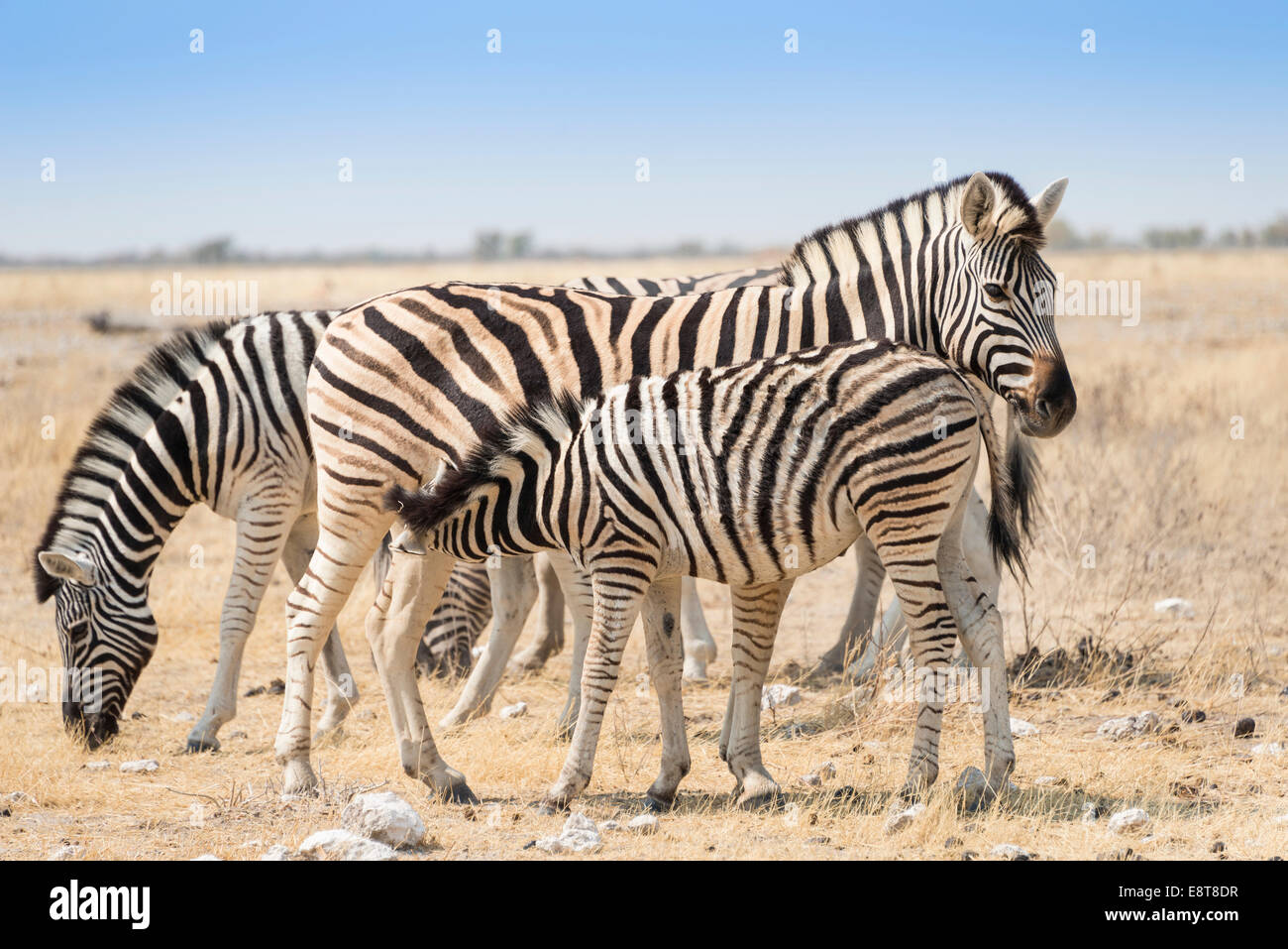 Plains zebras (Equus quagga) with foal, Etosha National Park, Namibia Stock Photo