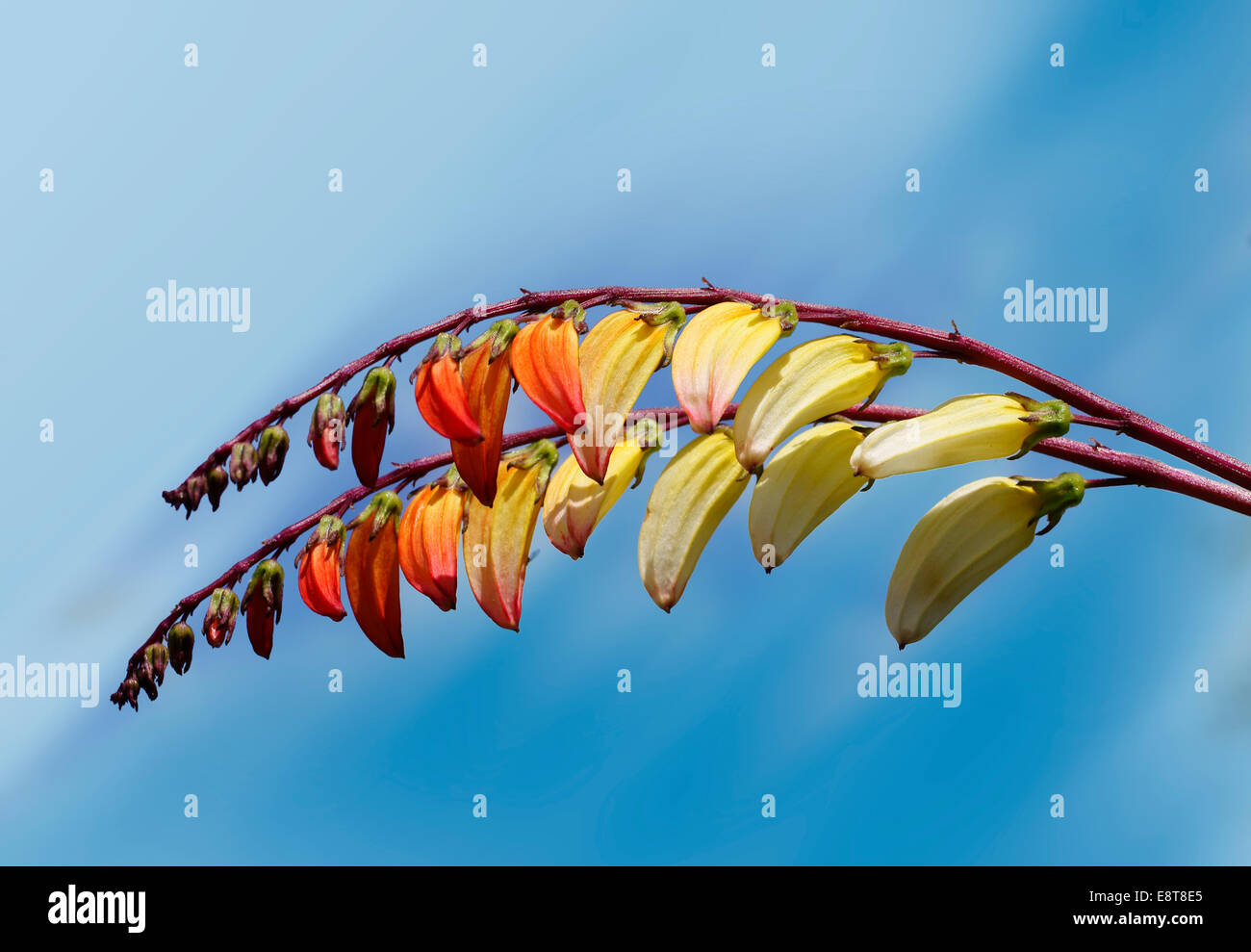 Spanish flag vine hi res stock photography and images alamy