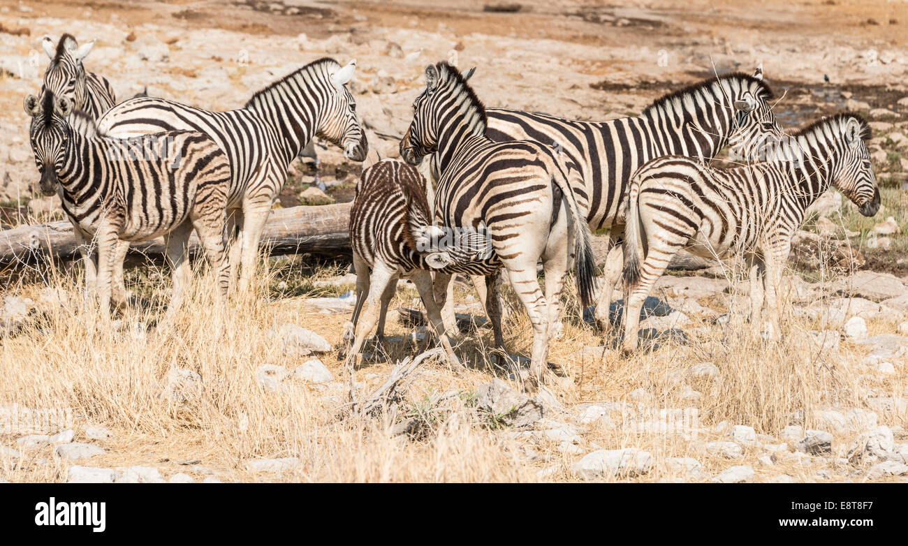 Herd of Plains Zebras or Burchell's Zebras (Equus burchellii), Etosha National Park, Namibia Stock Photo