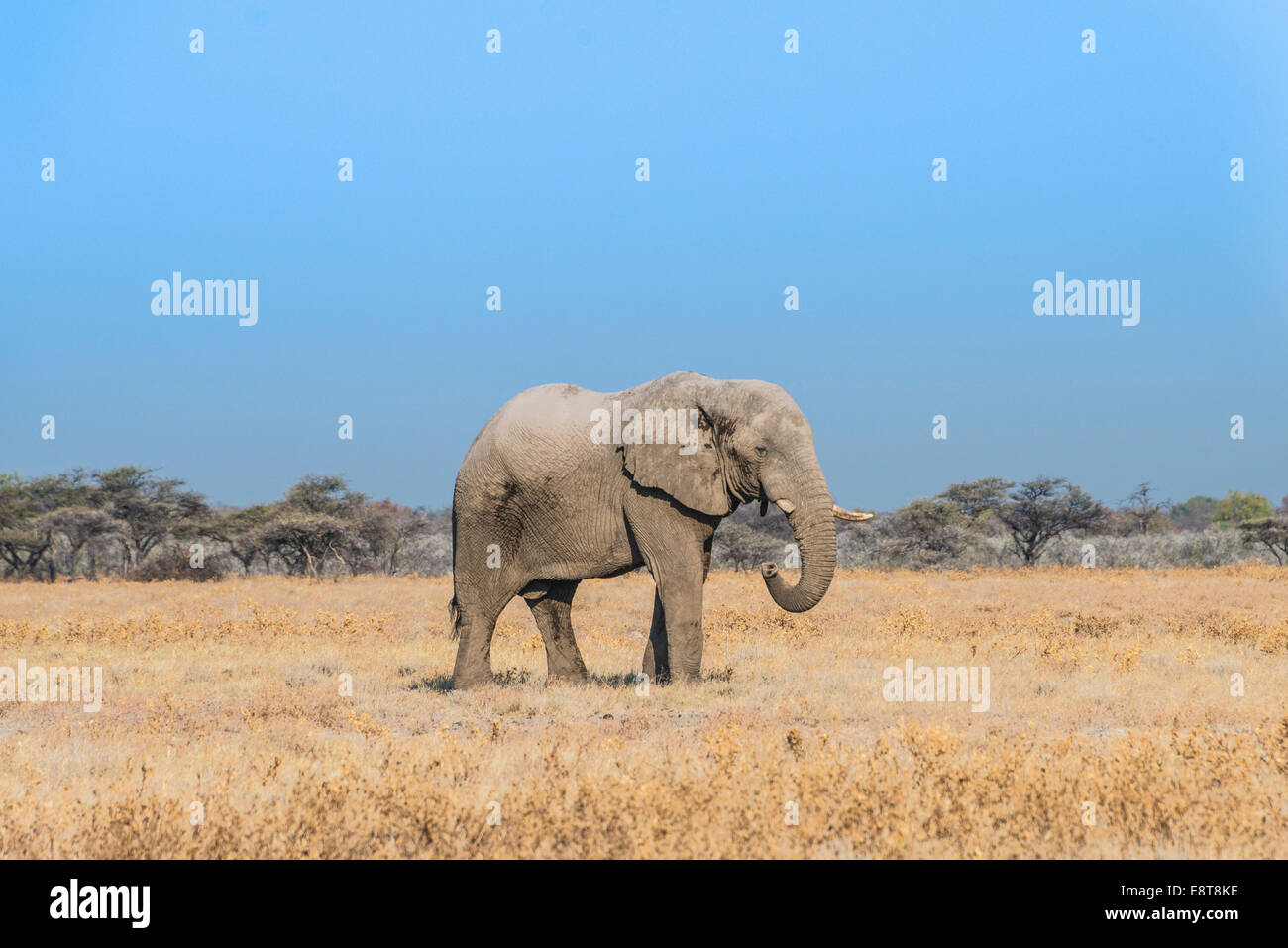 African Elephant (Loxodonta africana), bull elephant, Etosha National Park, Namibia Stock Photo