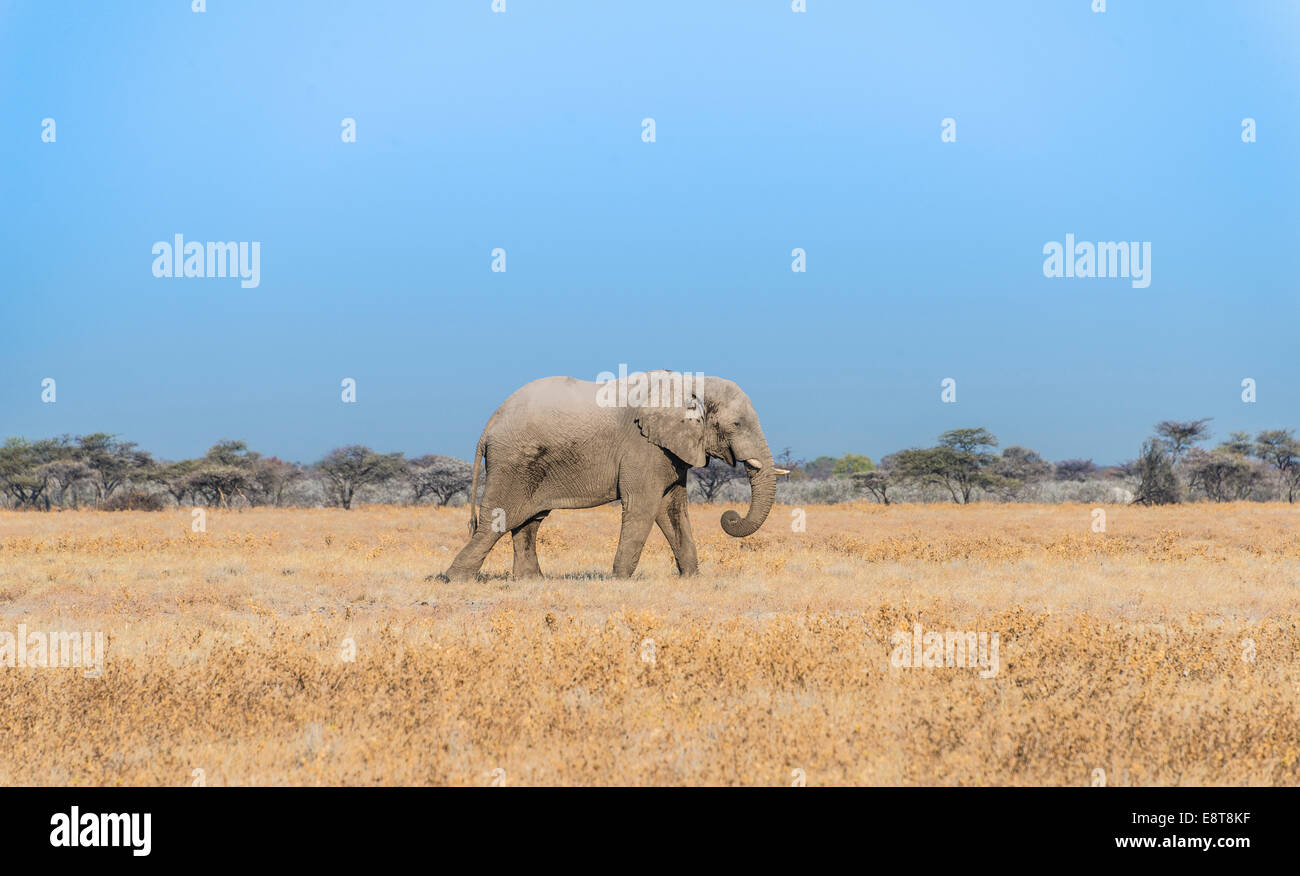 African Elephant (Loxodonta africana), bull elephant, Etosha National Park, Namibia Stock Photo