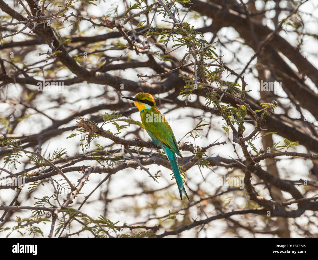 Blue-cheeked Bee-eater (Merops persicus) perched on a dry acacia tree, Etosha National Park, Namibia Stock Photo