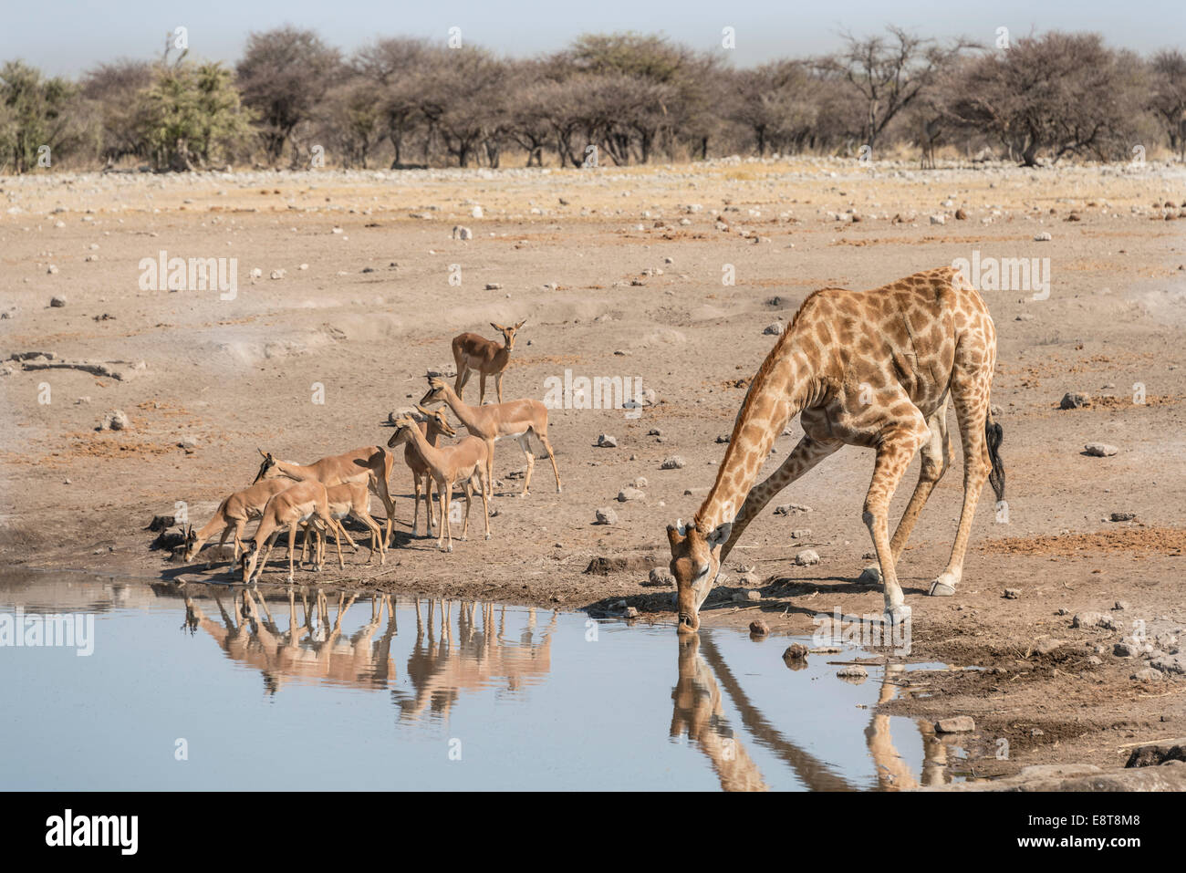 Giraffe (Giraffa camelopardis) drinking at water hole next to group of Black-faced Impalas (Aepyceros melampus petersi) Stock Photo