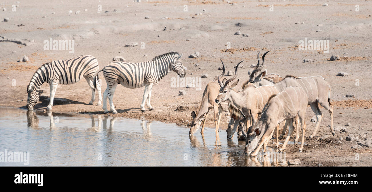 Burchell's zebras (Equus quagga burchelli) and Greater kudus (Tragelaphus strepsiceros), Chudop waterhole, Etosha National Park Stock Photo