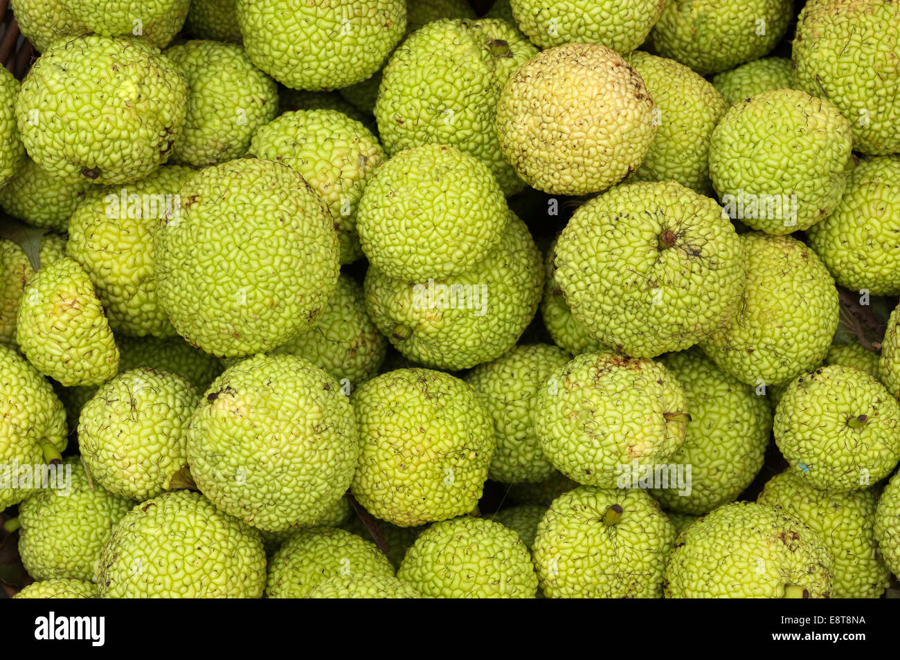 Osage Oranges (Maclura pomifera), Germany Stock Photo Alamy