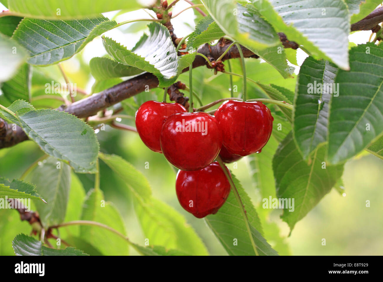 Sweet cherries on the twig, Schneiders Späte Knorpelkirsche variety Stock Photo