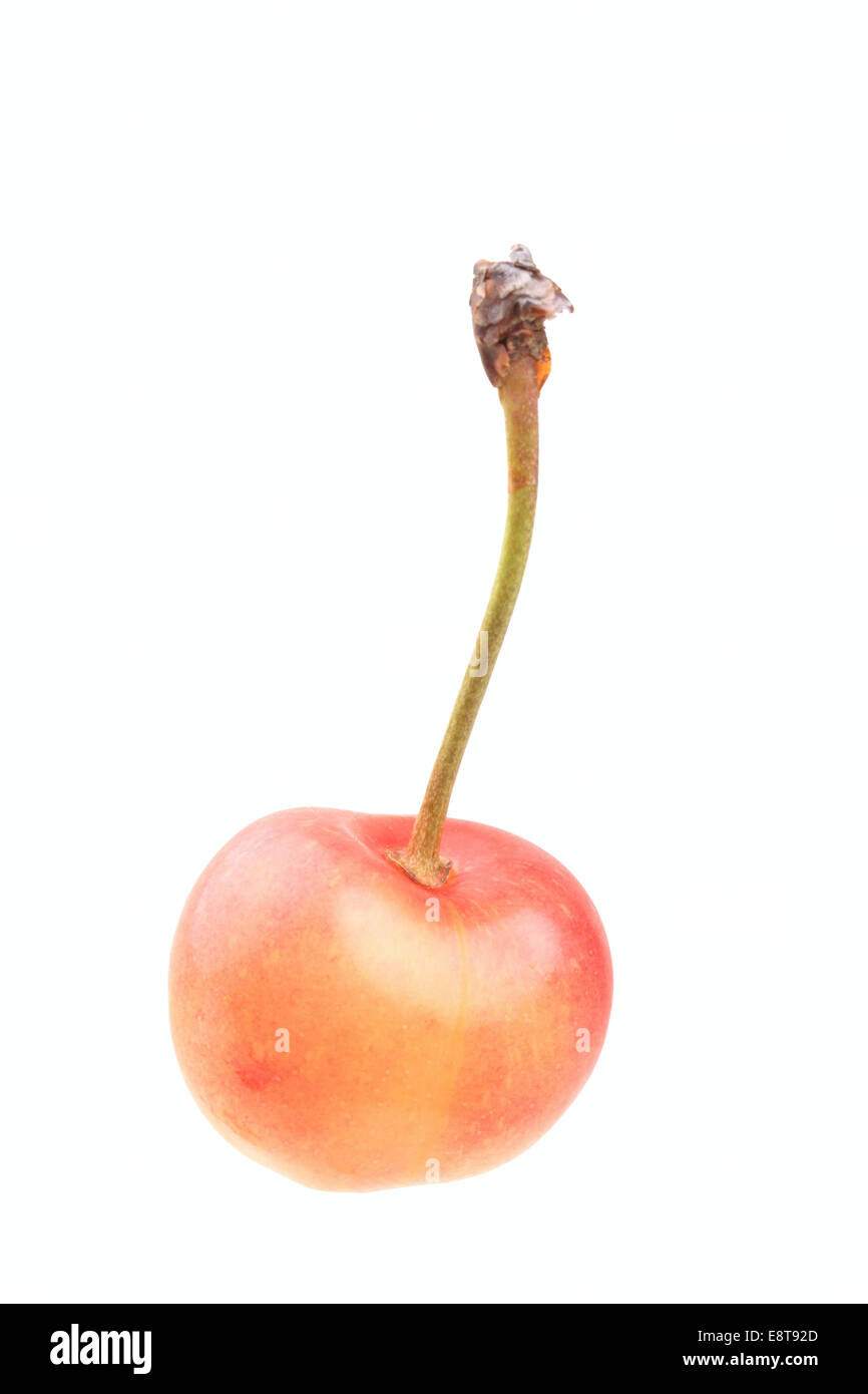 Sweet cherry, Weiße Spanische Knorpelkirsche variety Stock Photo
