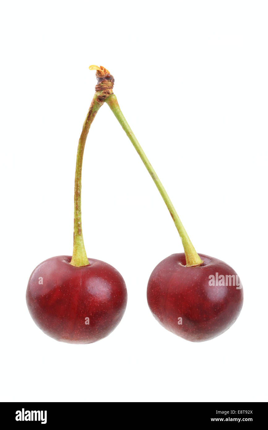 Sour cherries of the Schattenmorelle variety Stock Photo