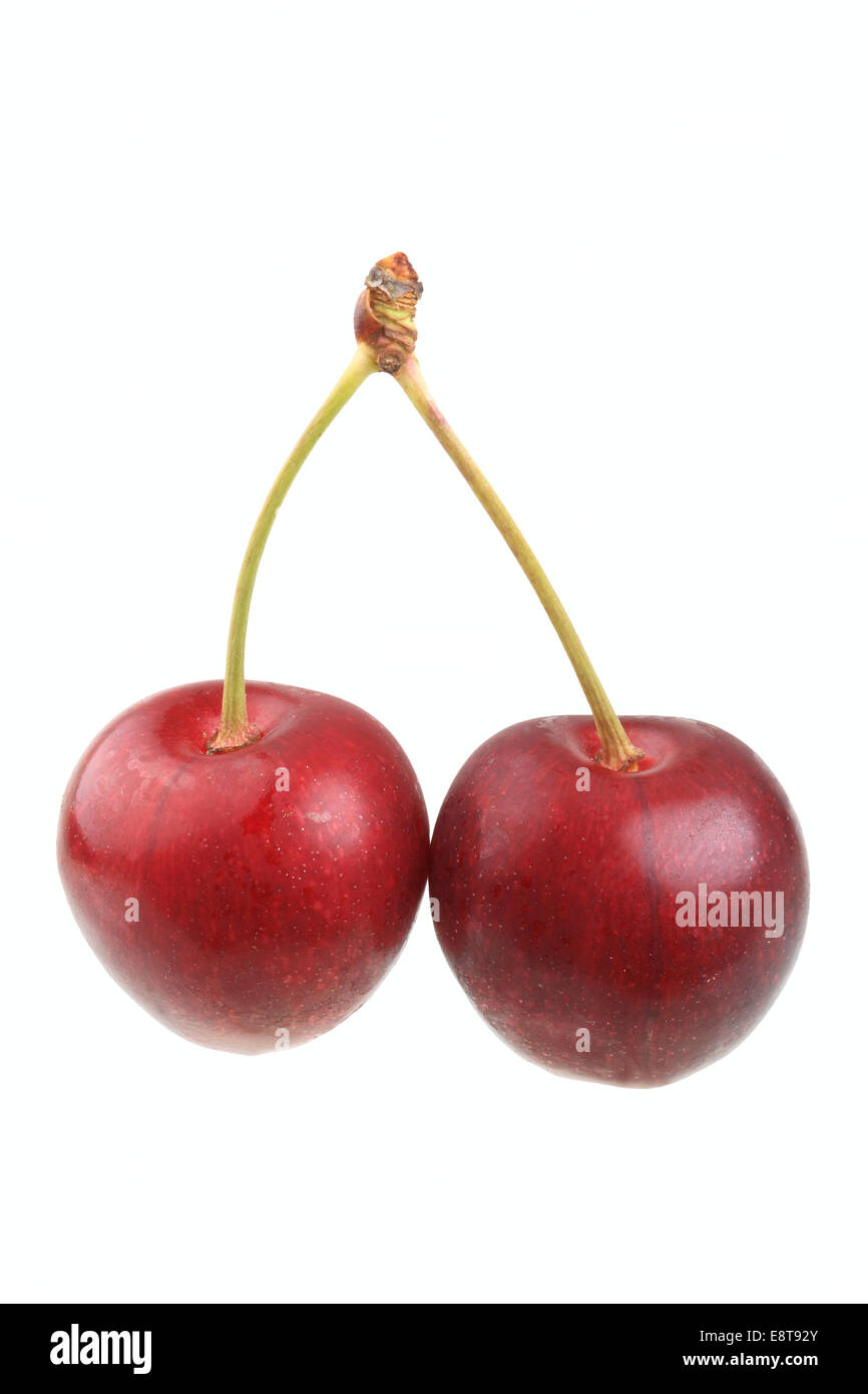 Sweet cherries, variety Große Schwarze Knorpelkirsche Stock Photo