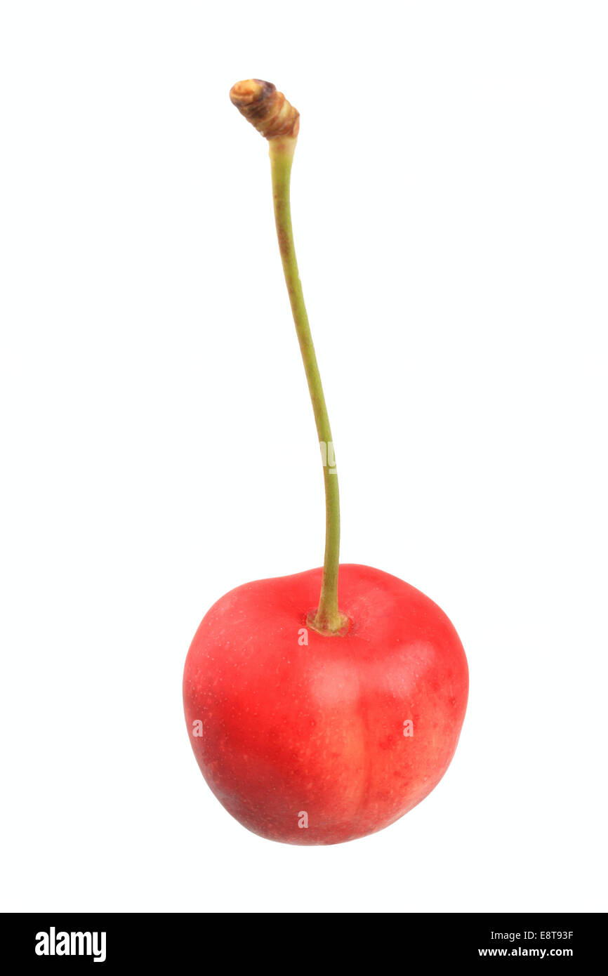Sweet cherry, Büttners Große Knorpelkirsche variety Stock Photo