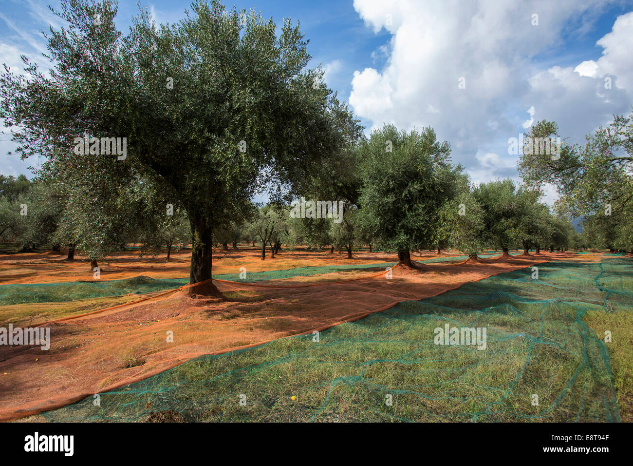 Olive grove calabria italy hi-res stock photography and images - Alamy
