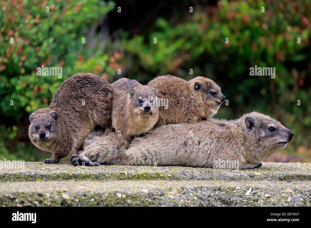 rock-hyrax-behavior-hi-res-stock-photography-and-images-alamy
