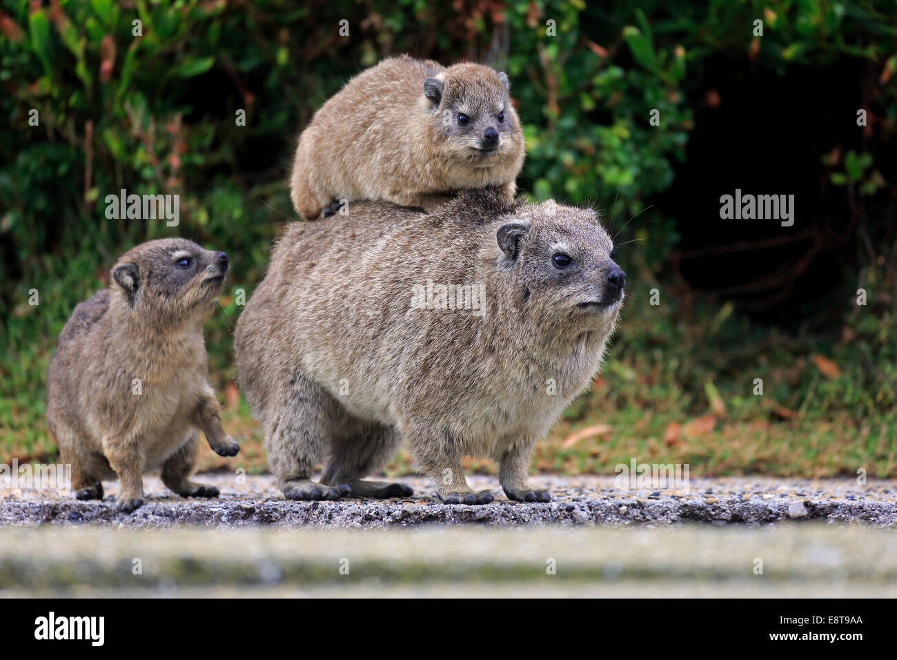 rock-hyrax-behavior-hi-res-stock-photography-and-images-alamy