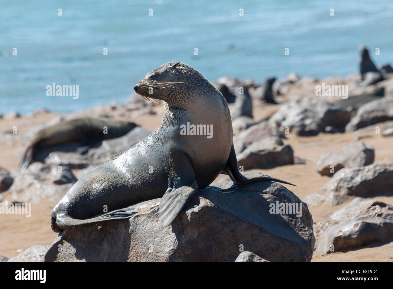 Brown Fur Seal or Cape Fur Seal (Arctocephalus pusillus), Dorob National Park, Cape Cross, Namibia Stock Photo