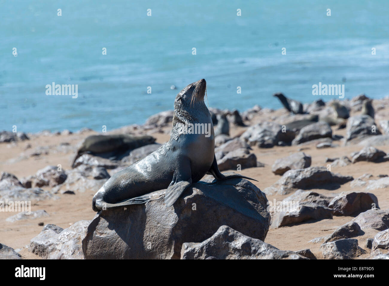 Brown Fur Seal or Cape Fur Seal (Arctocephalus pusillus), Dorob National Park, Cape Cross, Namibia Stock Photo