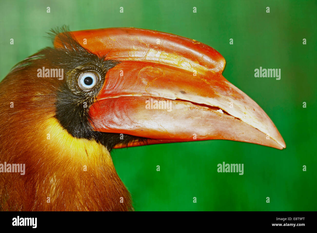 Rufous or Philippine Hornbill (Buceros hydrocorax) closeup. Stock Photo