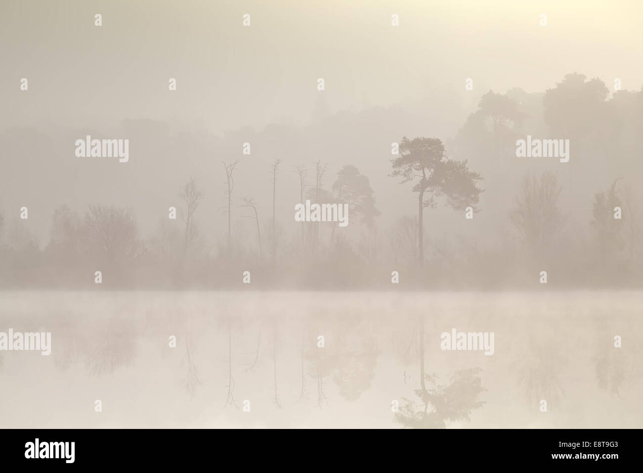Dense forest by lake hi-res stock photography and images - Alamy