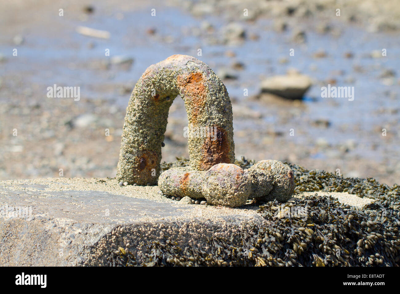 Giant barnacle covered shackle Stock Photo