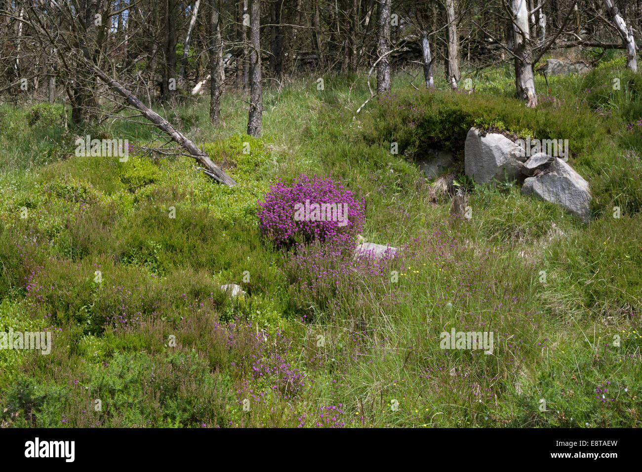 Woodland floor view hi-res stock photography and images - Alamy