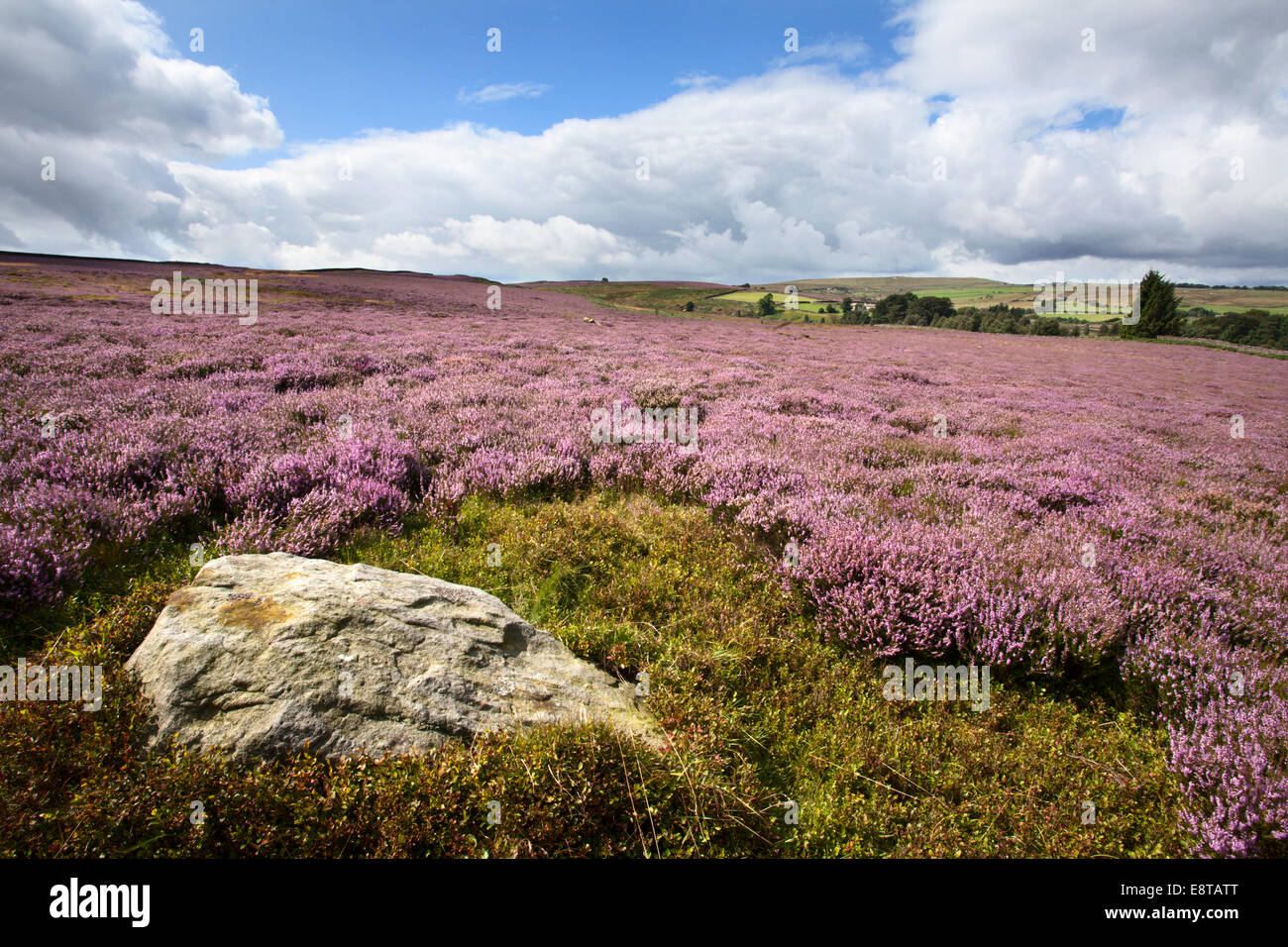 Rock and Heather on Nought Moor near Pateley Bridge Nidderdale Yorkshire England Stock Photo
