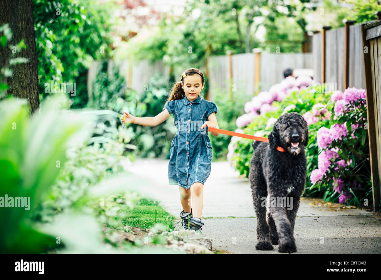 Girl walking dog hires stock photography and images Alamy
