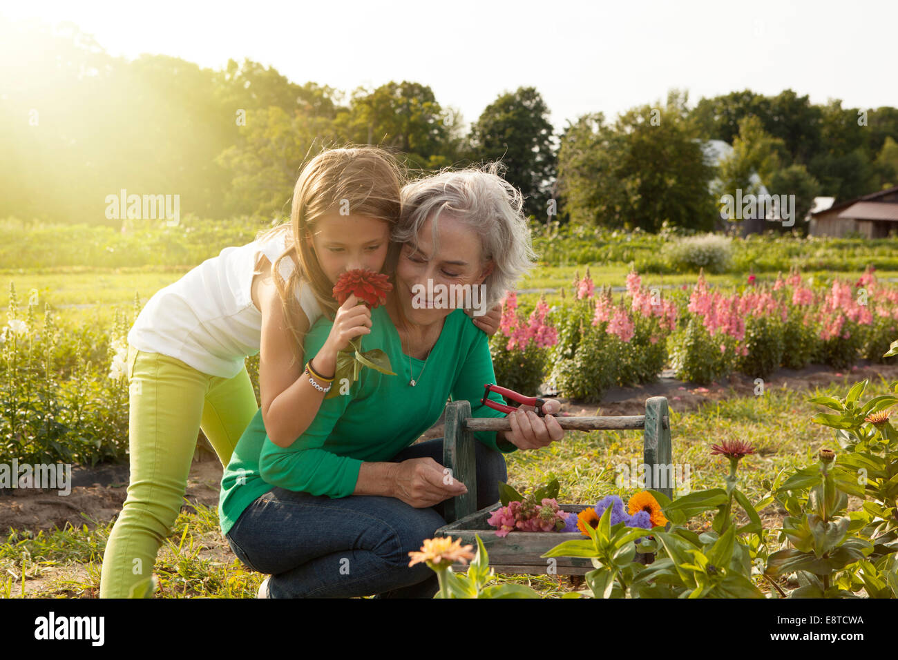 Caucasian grandmother and granddaughter picking flowers on farm Stock Photo