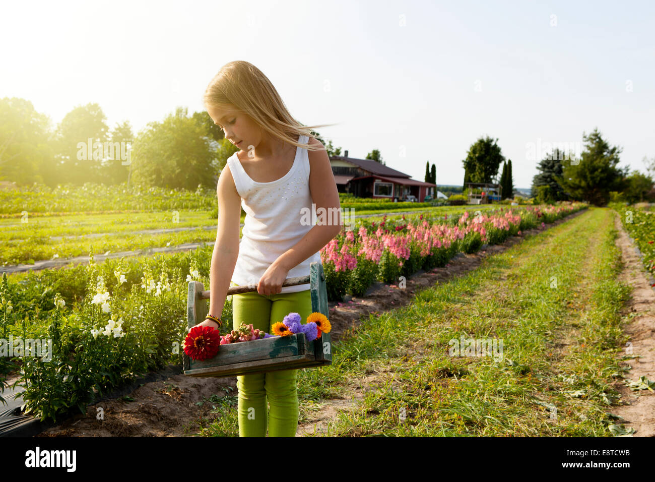 Caucasian girl picking flowers on farm Stock Photo