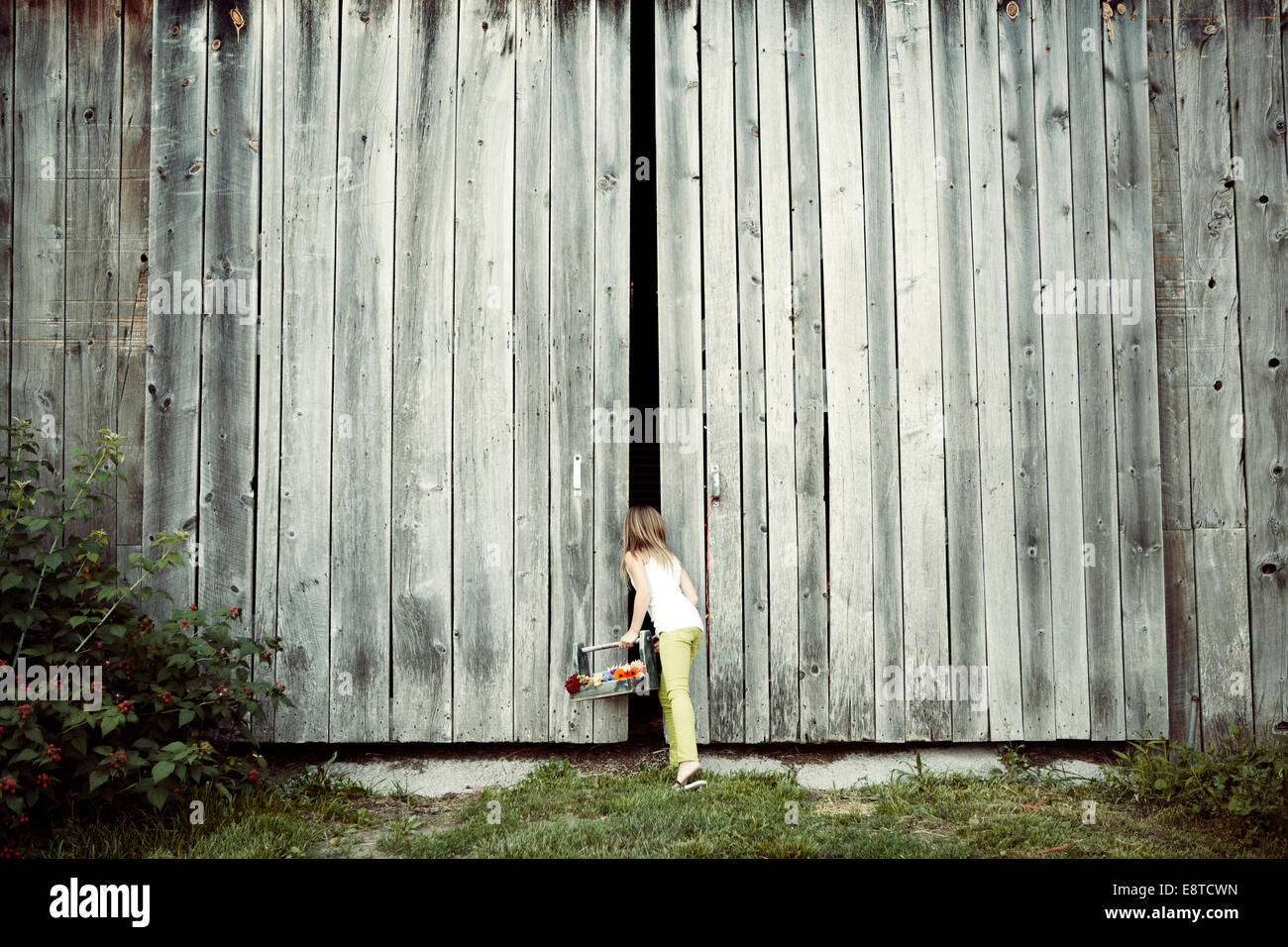 Caucasian girl peeking into barn Stock Photo