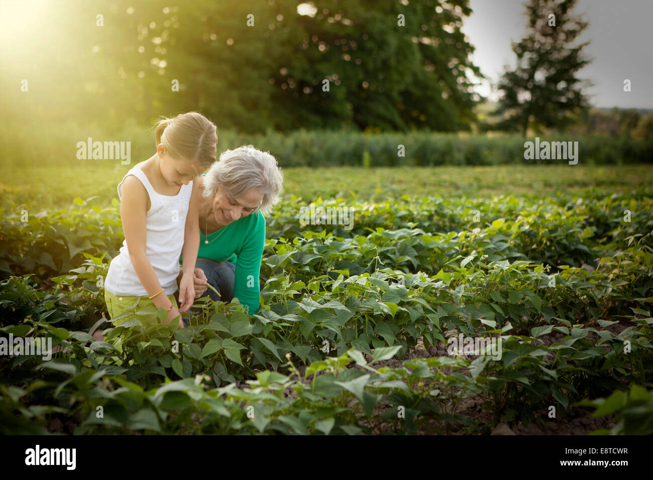 Caucasian grandmother and granddaughter picking plants on farm Stock Photo