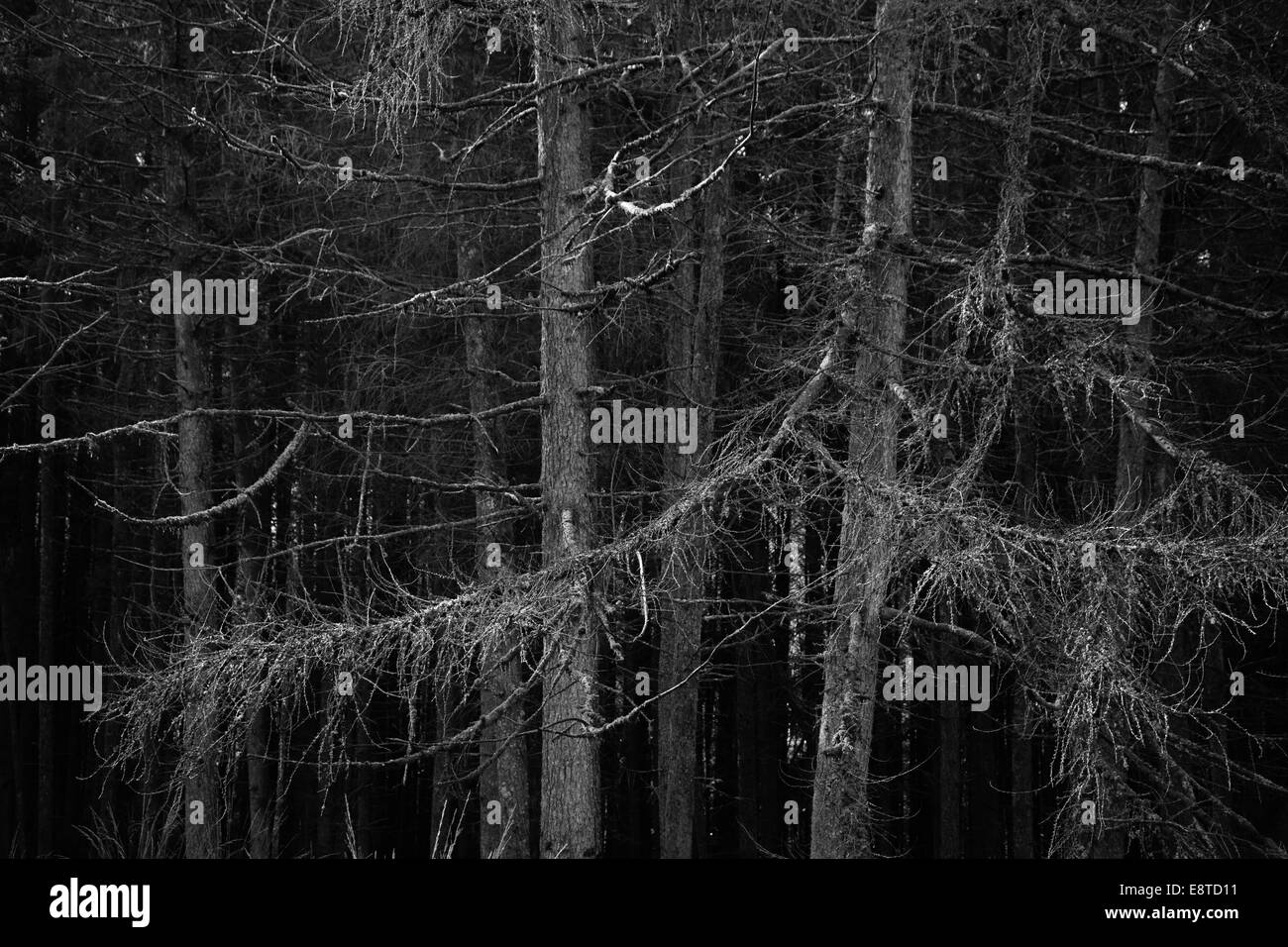 Forestry, Ystradfellte, Brecon Beacons, Wales, UK Stock Photo