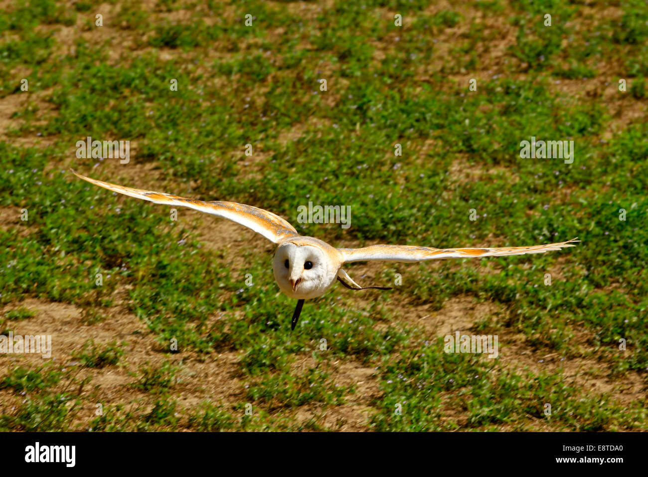 Barn Owl (Tyto alba alba) White breasted race, in flight  used in falconry Stock Photo