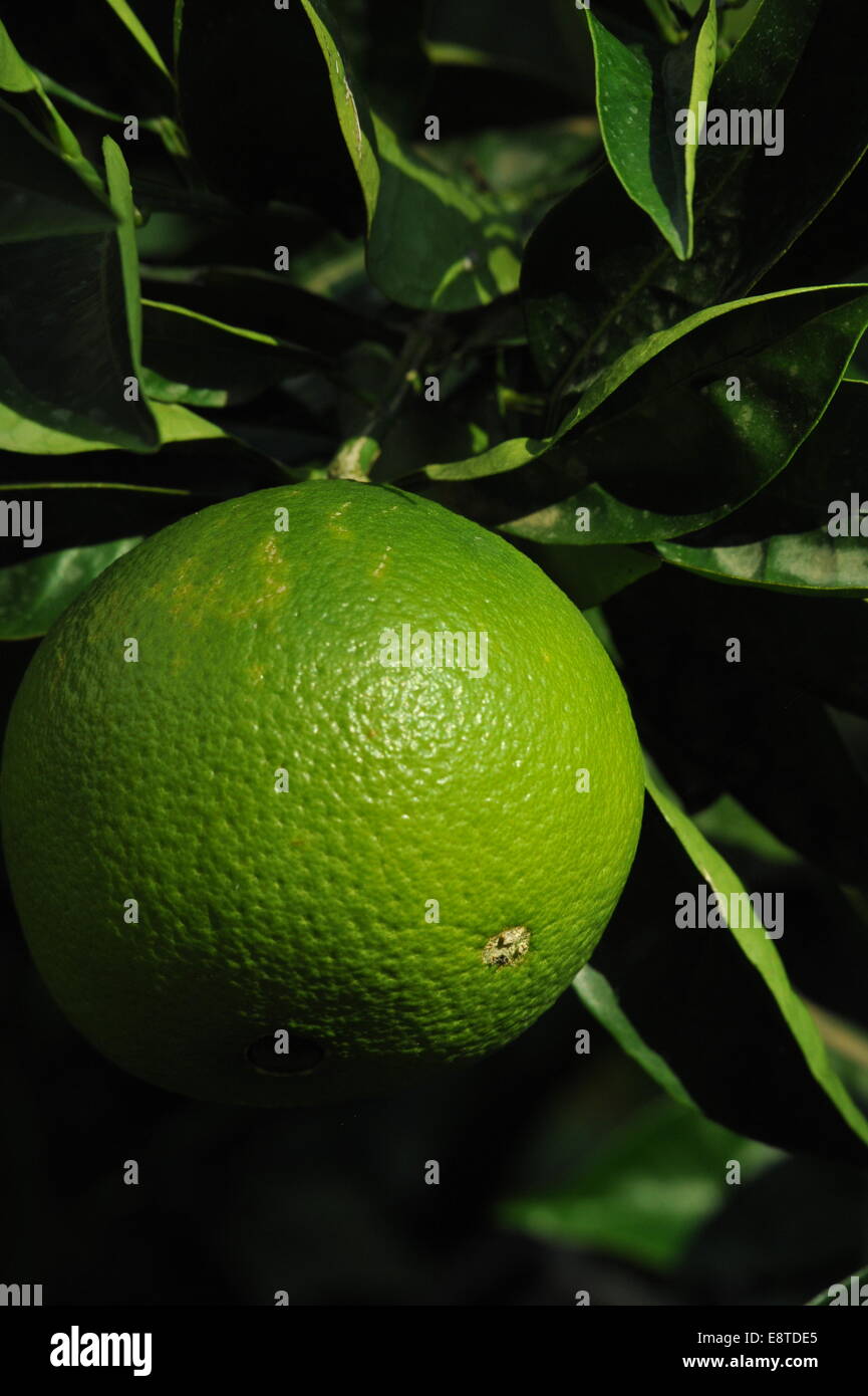 Grapefruit, Mount Athos, Chalkidiki, Griechenland. Stock Photo