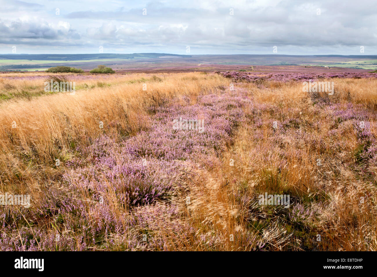 Heather and Grasses in the Wind on Brow Moor near Ravenscar North York Moors Yorkshire England Stock Photo
