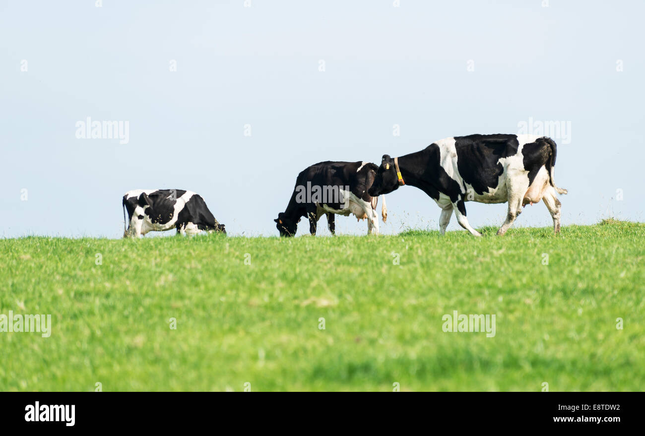 three black and white cows grazing on green grass Stock Photo - Alamy