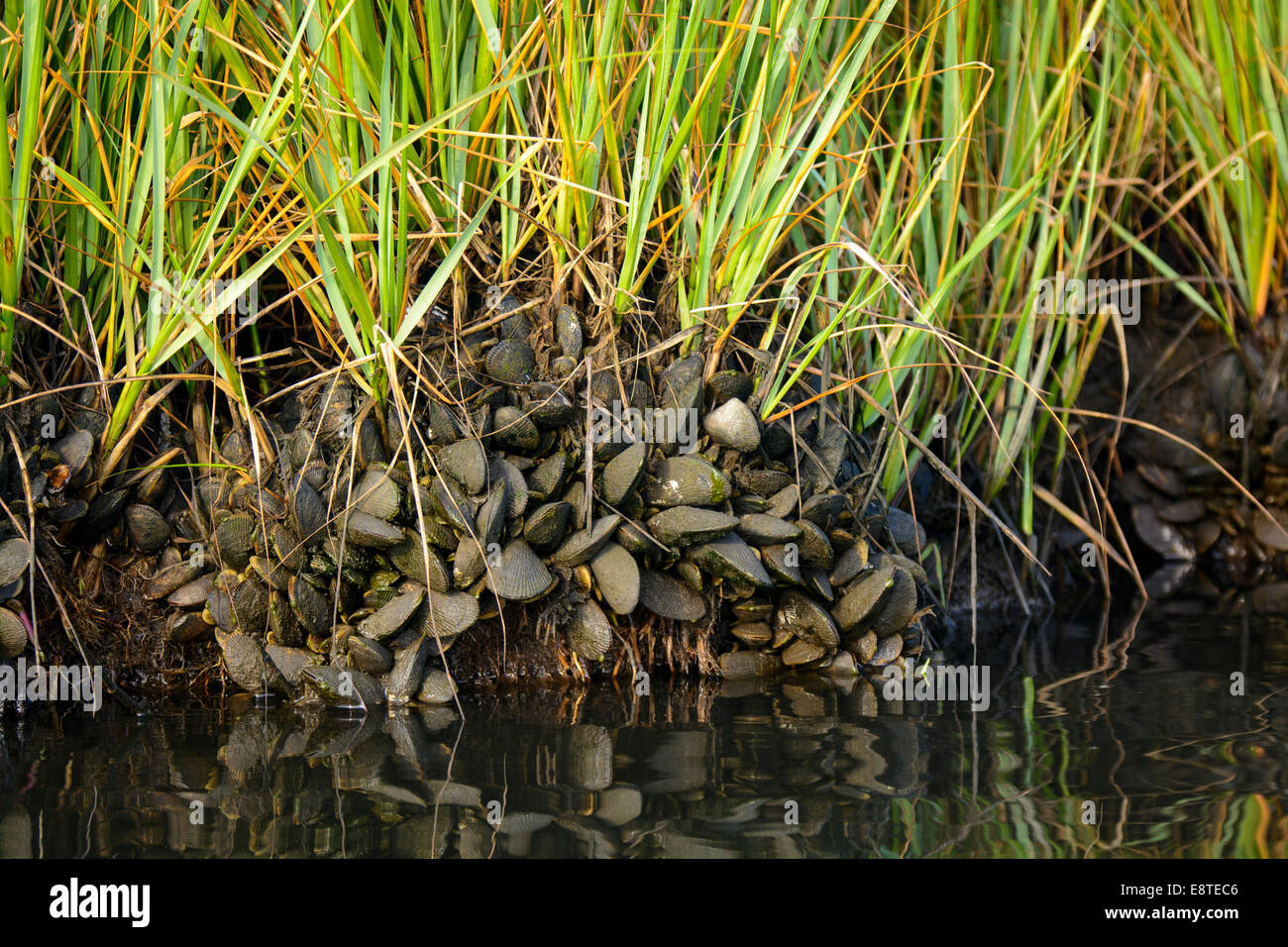 Mussels attached to the shoreline, Assawoman Bay, Delaware, USA Stock