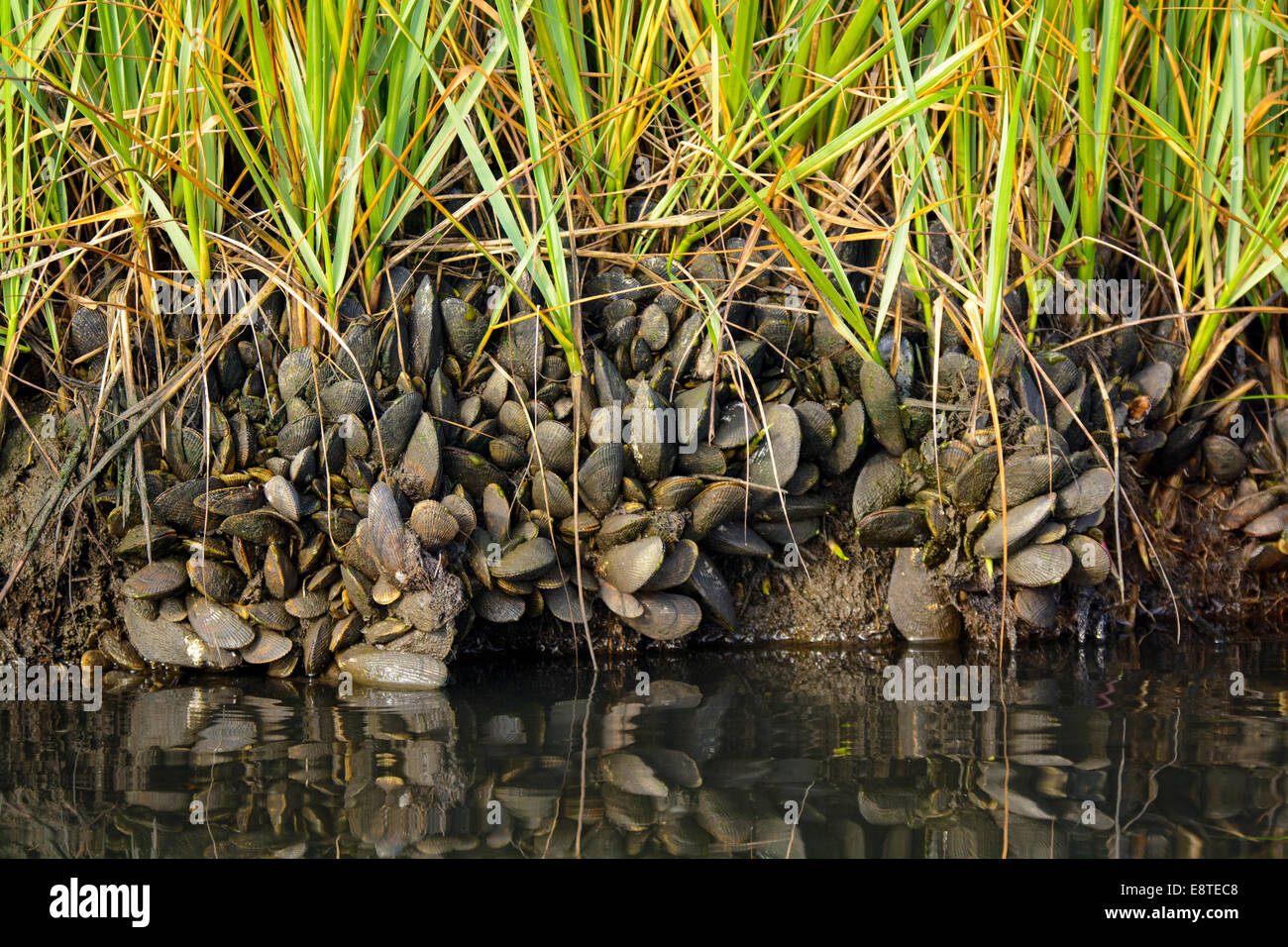 Mussels attached to the shoreline, Assawoman Bay, Delaware, USA Stock