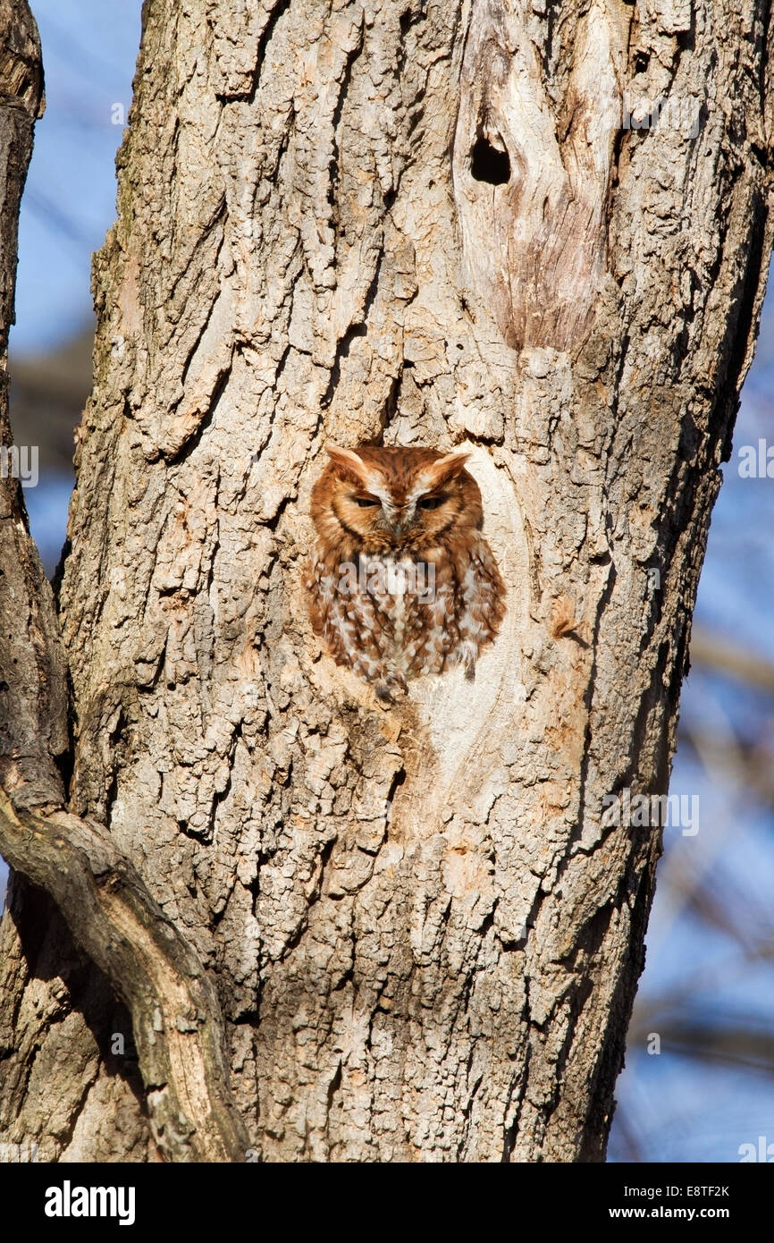 eastern screech owl (Megascops asio) sitting in hole in tree in parkland, against a blue sky. Stock Photo